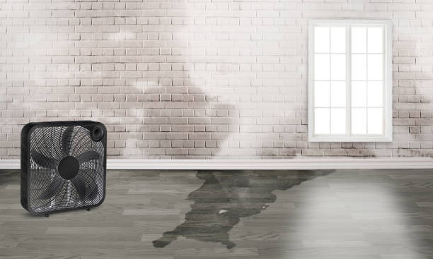 Best 24/7 water damage repair  in Montgomery, MN