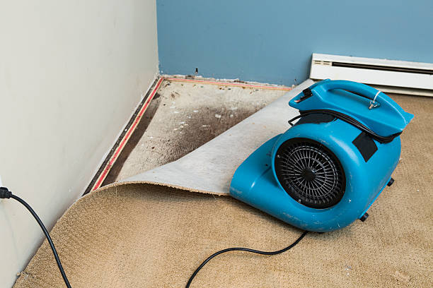 Best Carpet water damage restoration  in Montgomery, MN